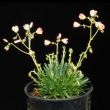 Lewisia columbiana v. rupicola